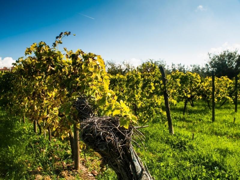 Podere Scaluccia Impruneta Buitenkant foto